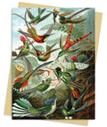 Ernst Haeckel: Hummingbirds Greeting Card Pack : Pack of 6 (ISBN: 9781804177488)